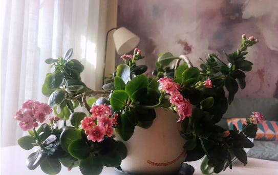 移栽花的方法步骤