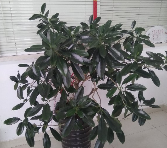 移栽花的方法步骤