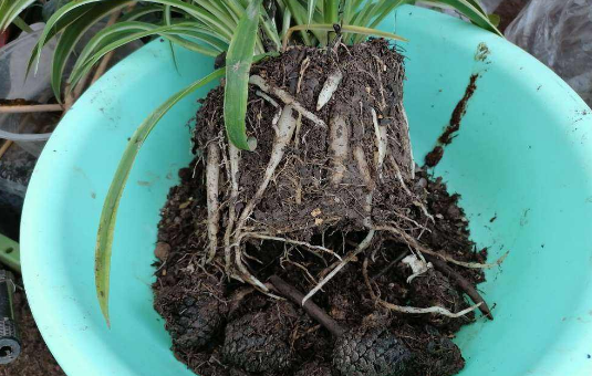 移栽花的方法步骤