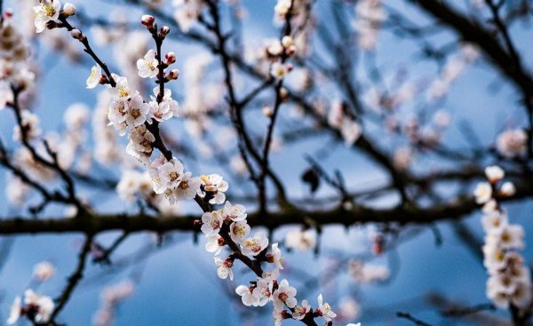 狮子座最怕什么星座