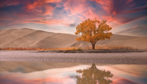 狮子座最怕什么星座