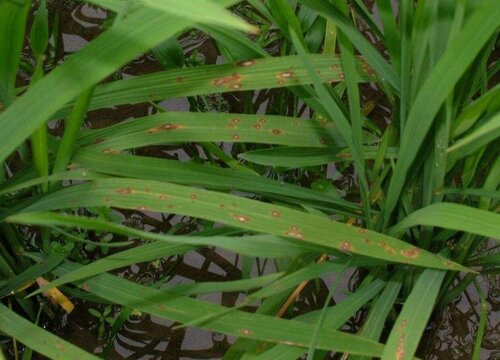 乙蒜素可防治哪些病害及作物