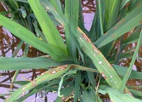 乙蒜素可防治哪些病害及作物