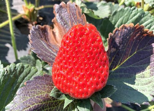 低糖的水果有哪些