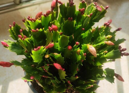 扦插的蟹爪兰如何养护