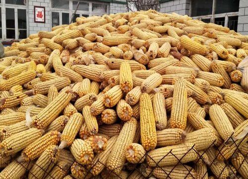 玉米最新行情价格表