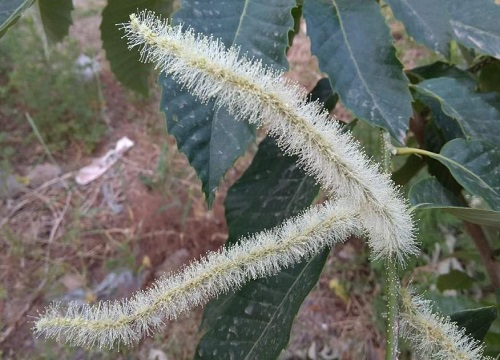 板栗花的味道像什么味道