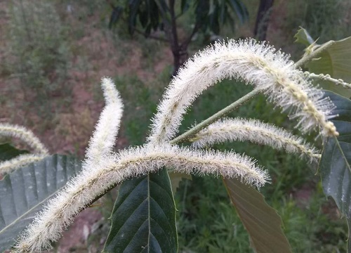 板栗花的味道像什么味道