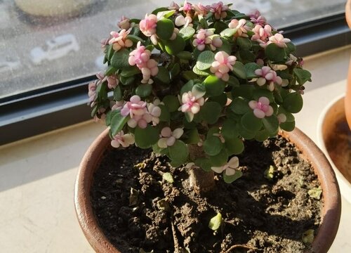 养护金枝玉叶需要注意些什么