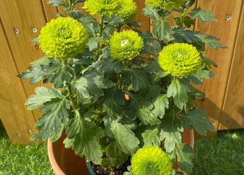 绿色菊花代表什么象征意义