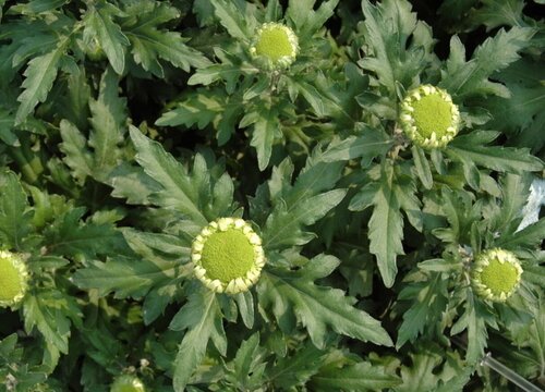 绿色菊花代表什么象征意义