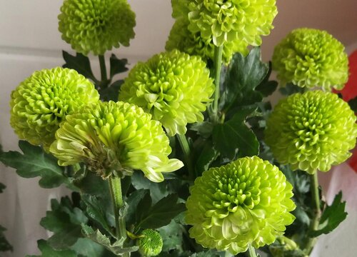 绿色菊花代表什么象征意义