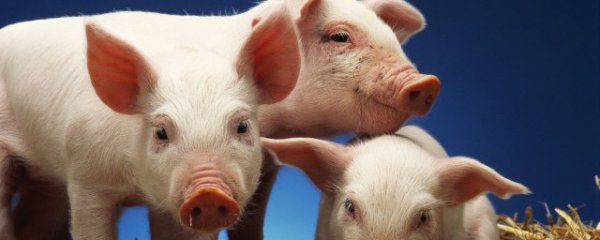 吃猪尾巴对人的危害