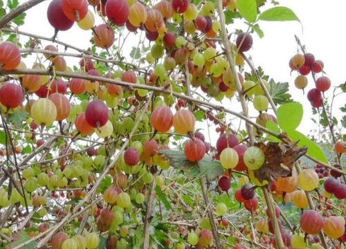 苦姑娘的功效与作用及食用方法