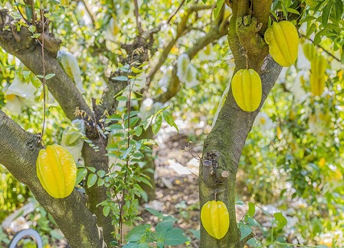 杨桃和杨梅是一种水果吗