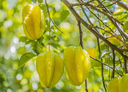 杨桃和杨梅是一种水果吗