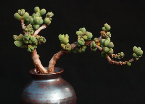 黄金鹿角海棠多肉怎么养