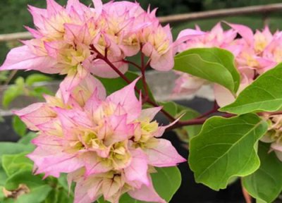 三角梅什么季节控水最好 夏季三角梅是大水大肥养还是控着养好