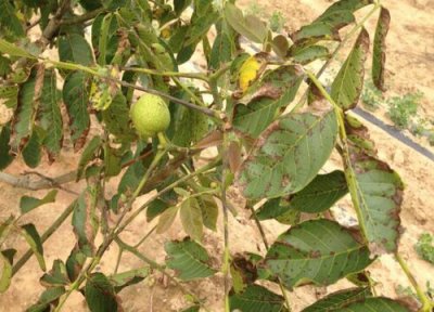 核桃树病虫害防治方法 综合预防措施