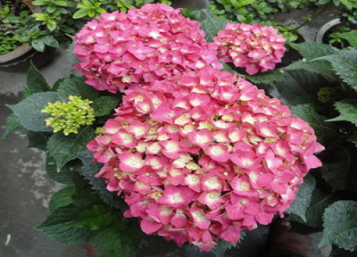 绣球花长很多芽怎么办 绣球花怎么种植长芽长叶