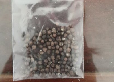 佛手怎么种植图解 佛手种子怎么种植方法