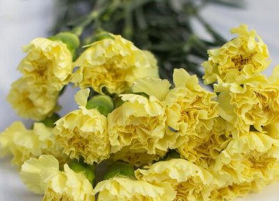 有什么花的花语是厮磨 花语代表厮磨的花