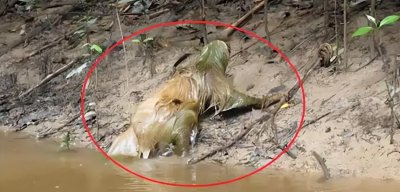 水猴子是什么样子的 水猴子真面目是水獭吗