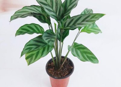 竹芋是否怕冻 竹芋冬天怎么养护