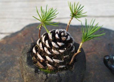 黑松的养殖方法和注意事项 黑松盆景的养护技术