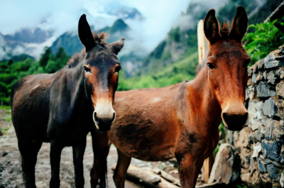 骡子不能生育为什么没灭绝 骡子无法繁育后代的原因