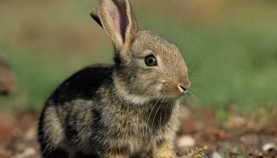 兔子品种名称介绍及图片 我国20种兔哪些比较珍贵