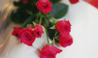 玫瑰适合什么地方种植 玫瑰适合种植的地方