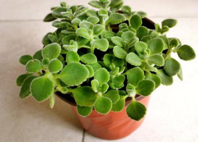 属猴养什么植物旺财运 属猴养什么植物旺财转运