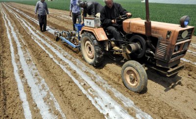 花生一窝种几粒种子 花生播种每穴几粒合适