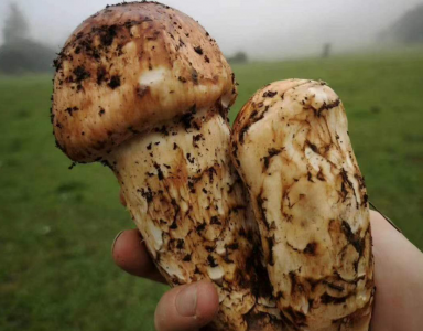 松茸菌的功效与作用 松茸菌的功效与作用及食用方法