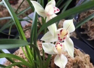 兰花发芽施什么肥 兰花如何施催芽肥可以长出更多的新芽壮芽