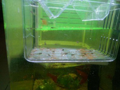 刚出生的小孔雀鱼怎么养 刚下的孔雀鱼如何喂养合适