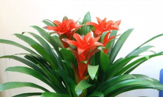 家里春节摆什么花 家里春节适合摆哪种花