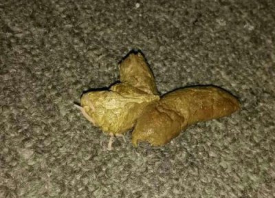 狗粪做肥料 狗粪可以做肥料吗