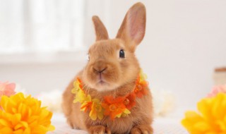 什么属相的人养兔 什么属相的人不能养兔