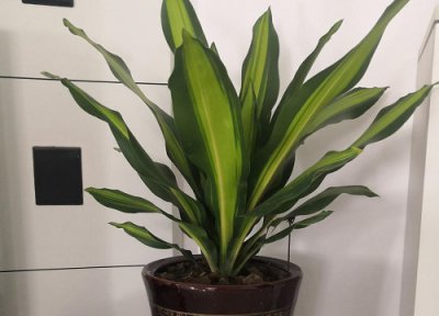 美人铁的风水作用与象征寓意 家里养美人铁好吗