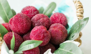 杨梅一天吃一斤一个人好吗 杨梅吃多了会有什么副作用