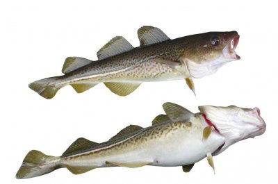 鳕鱼是海鱼吗 鳕鱼应该是属于深海鱼类还是淡水鱼类