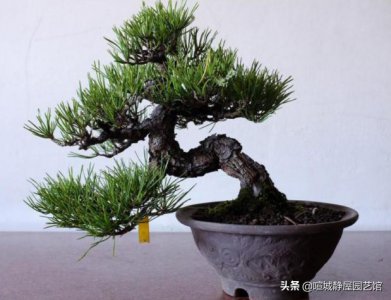 家里的花怎样简单施肥 怎样对家庭花卉进行追肥技巧