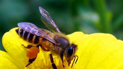 蜂蜜是蜜蜂的屎吗 你知道蜂蜜是如何进行排泄的吗