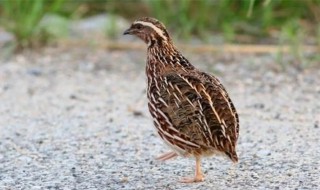 芦丁鸡和鹌鹑区别 芦丁鸡和鹌鹑有什么区别