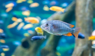 新手养鱼鱼缸多久换水合适 新手养鱼多长时间换一次水