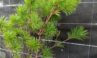 黑松最佳换盆时间 黄金松换盆方法和注意事项