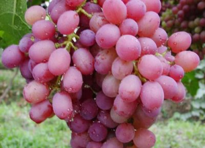 红提是热带水果吗 红提属于热带水果吗