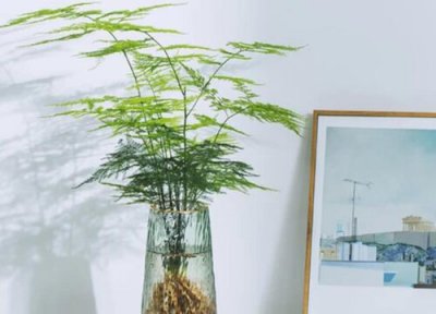 水培文竹好养吗 水培养护方法和注意事项